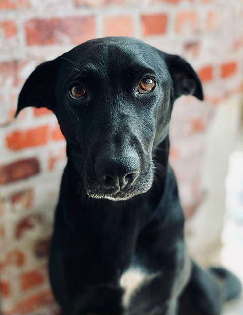 Monty